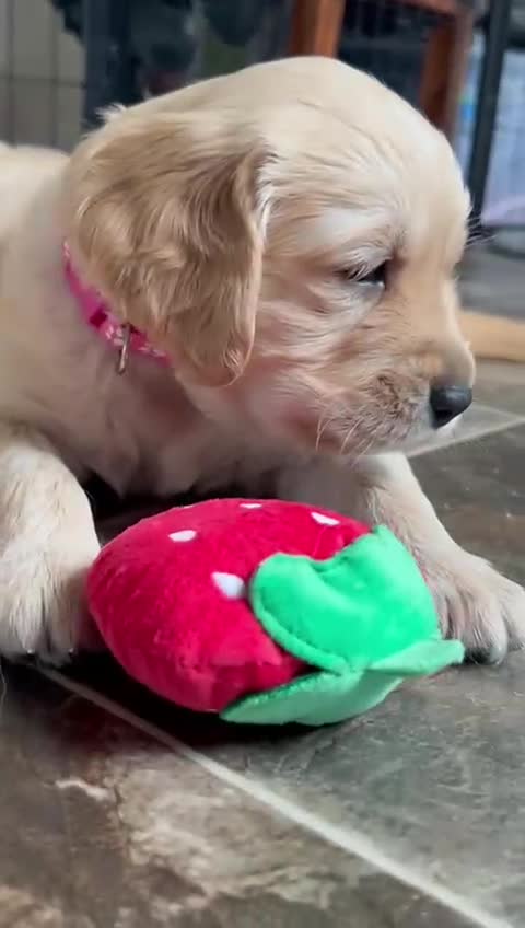 Golden Retriever dogs for sale: Golden Retriever Puppies (3 x Females Available) - Video 2