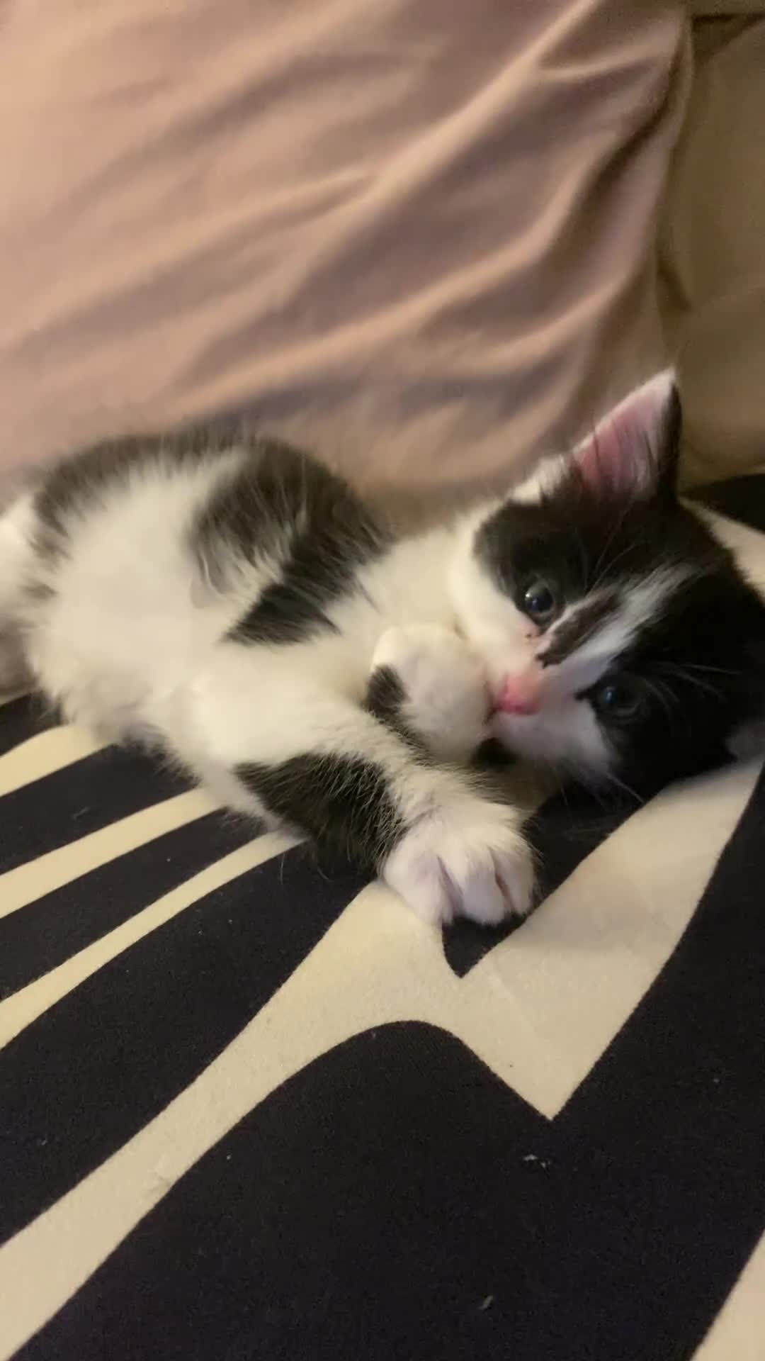 Mixed Breed cats for sale: Fluffy black and white girl - Video 1