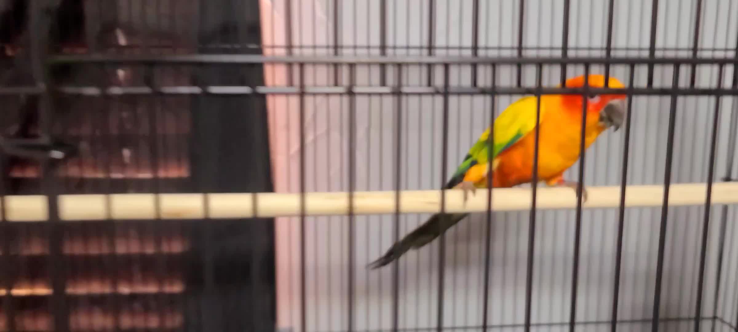 Conures birds for sale: Sun Conure Male  - Video 1