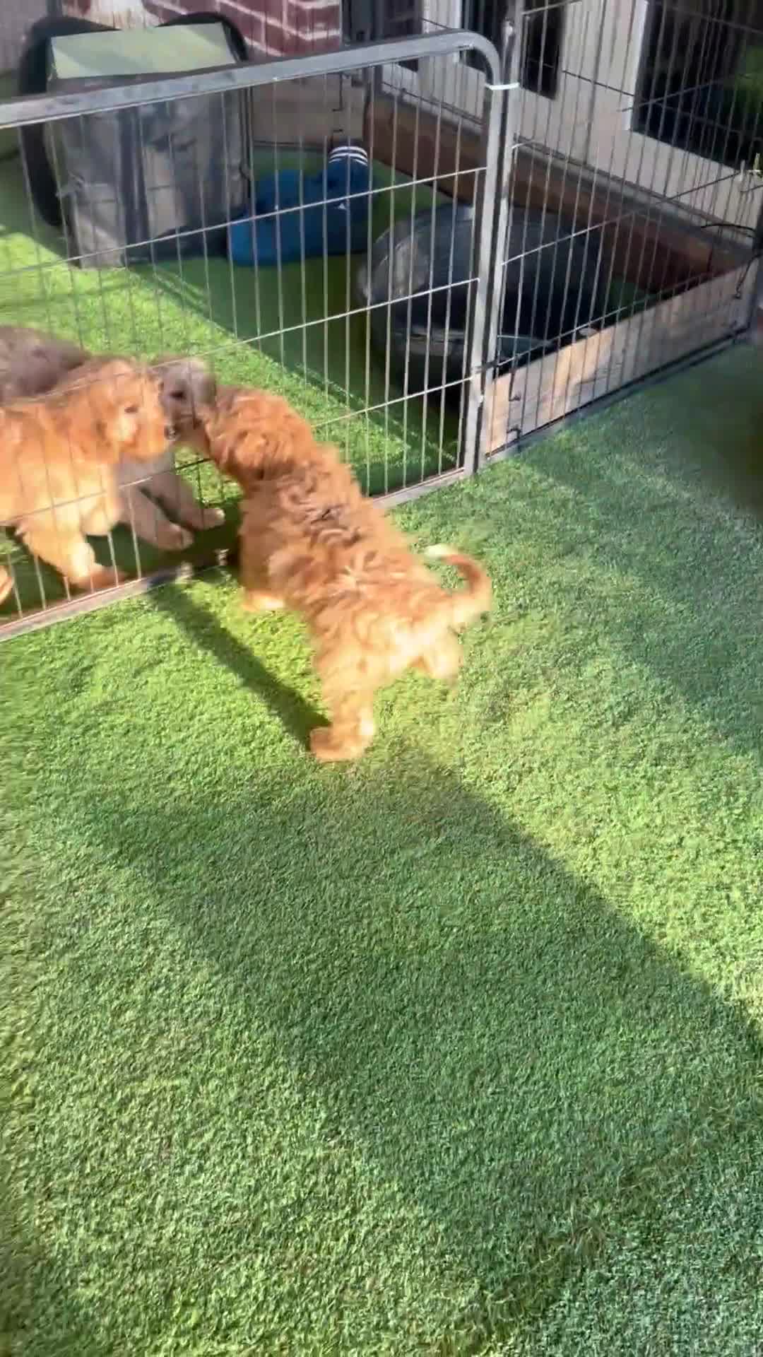 Cockapoo dogs for sale: Red f1 cockapoo puppies  - Video 4