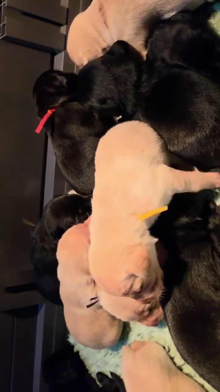 Labrador Retriever dogs for sale: Gorgeous pups available - Video 1