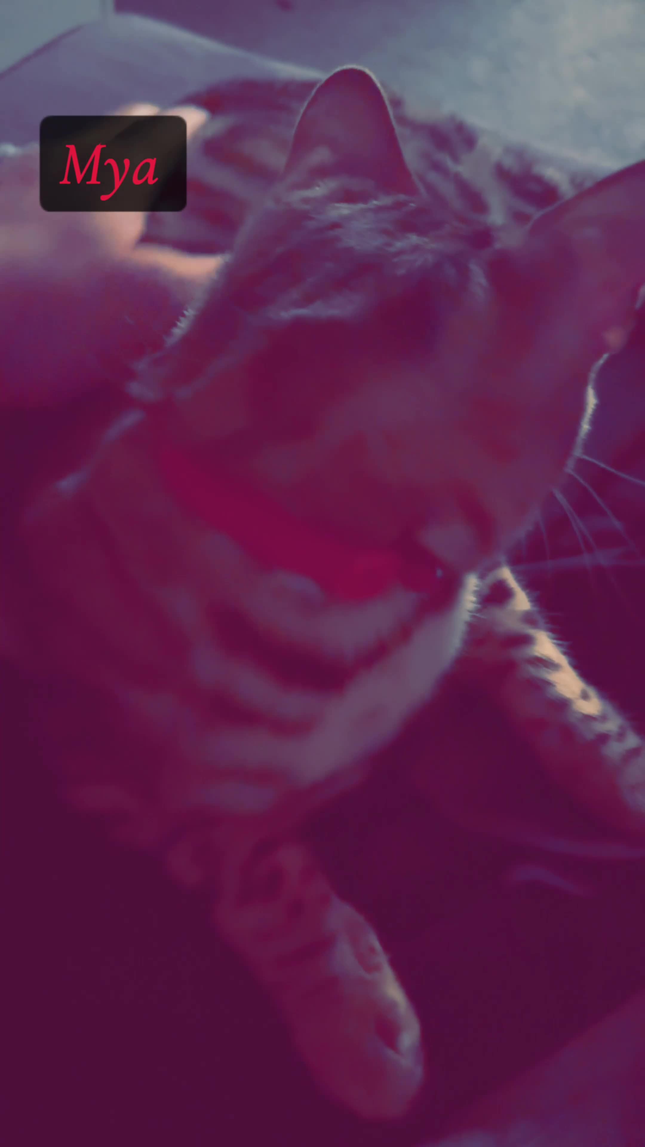 Bengal cats for sale: Two Beautiful Bengal Females  in Liverpool - Video 4