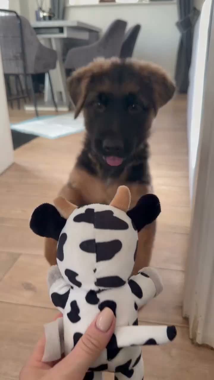 German Shepherd dogs for sale: 1 BOY LEFT!!!!!!Ready to go to new family  - Video 1
