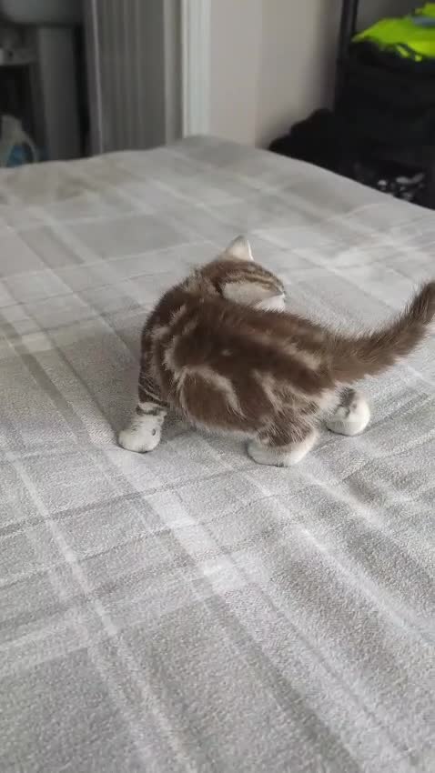 British Shorthair cats for sale: ✨4 Pure BSH Tabby kittens✨ - Video 3