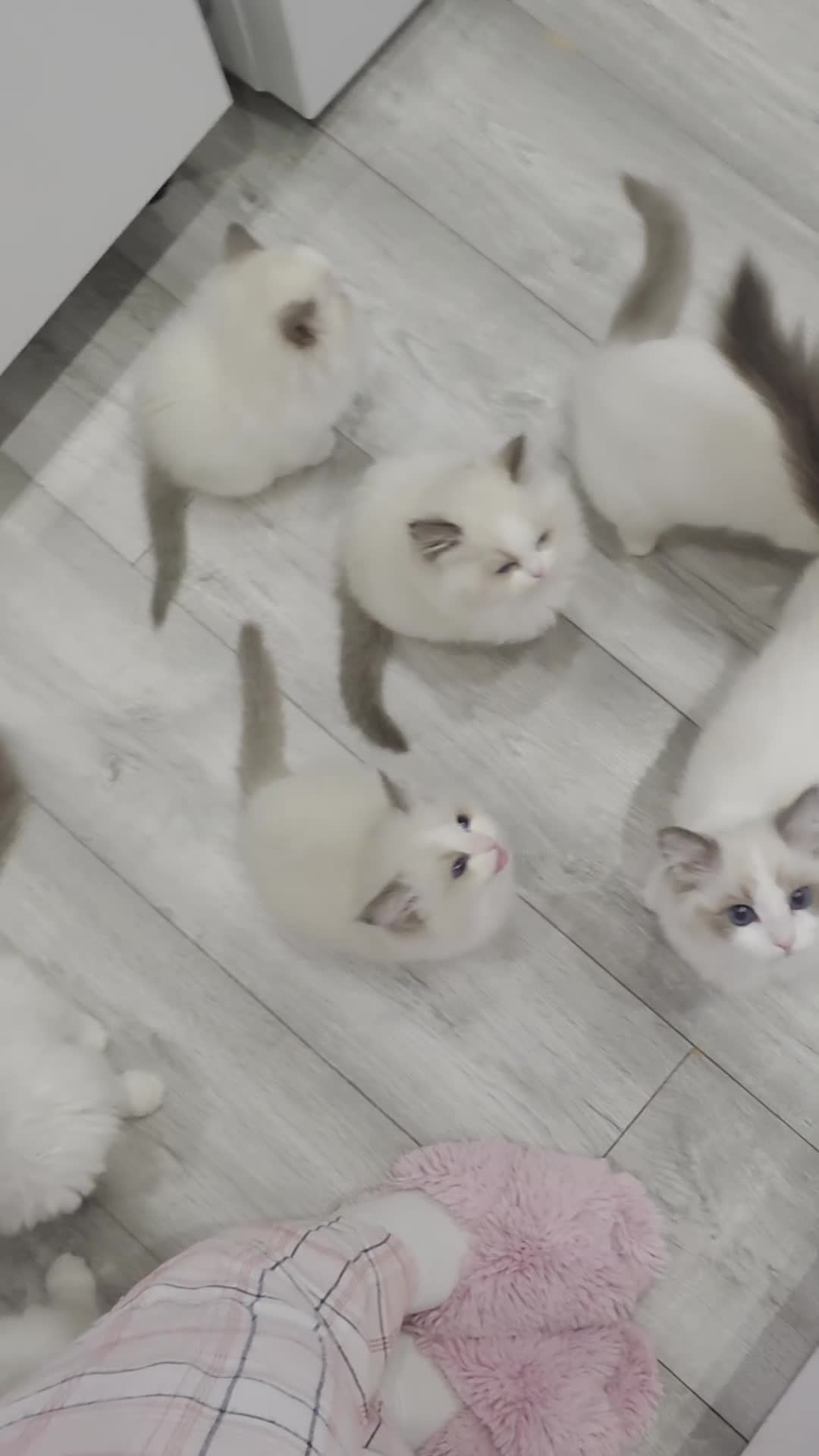 Ragdoll cats for sale: 💎Azuri El – Last Available Breeding Male🐾 - Video 2