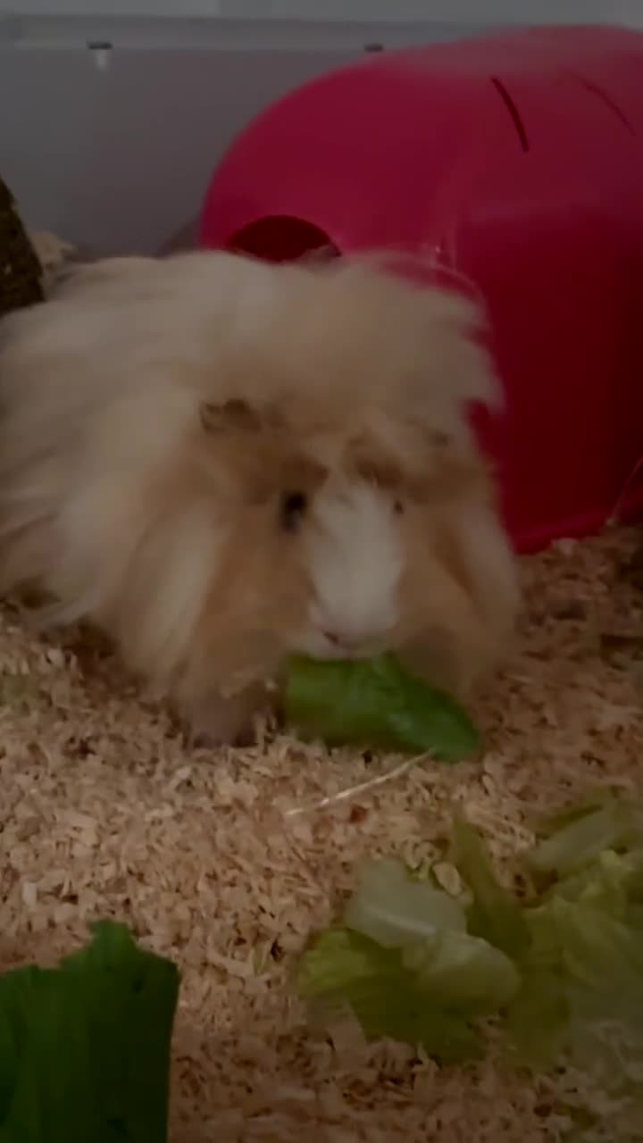 Guinea Pig rodents for sale: two piggy brothers need a new home <3 - Video 2