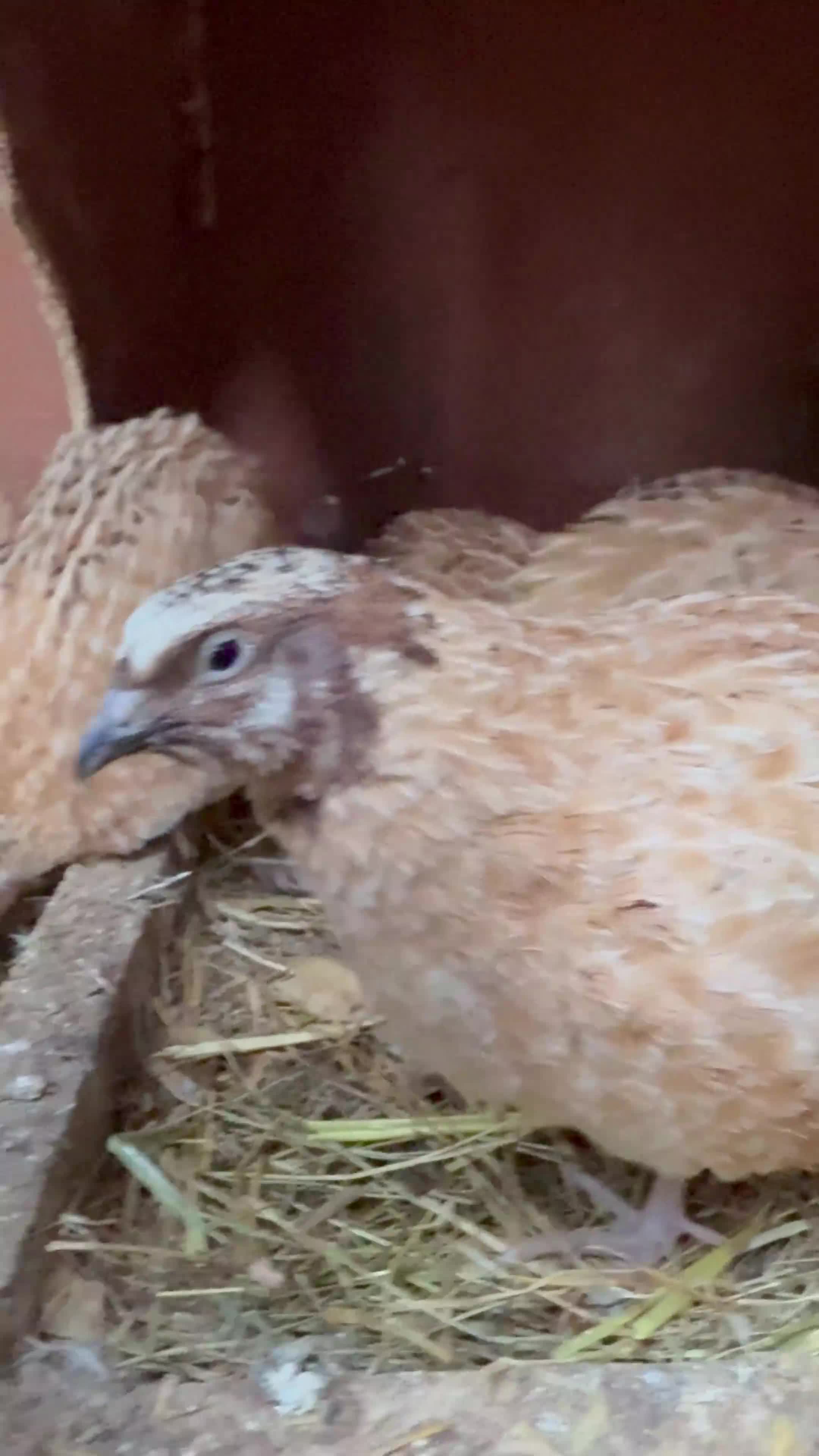 Quail poultry for sale: Jumbo male/female quails 9weeks goos sized birds  - Video 1