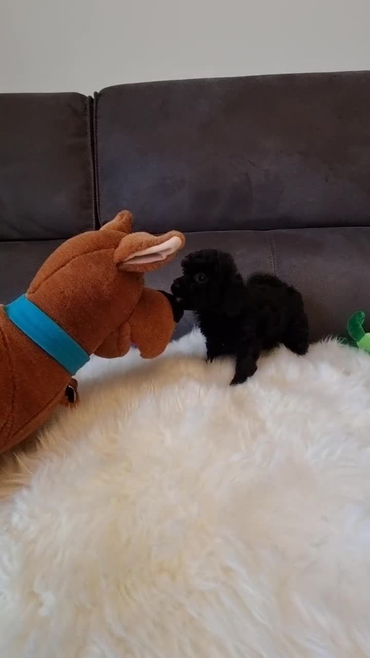 Cockapoo dogs for sale: Best Friend Sofa Companions 🥰 Fully vaccinated  - Video 3
