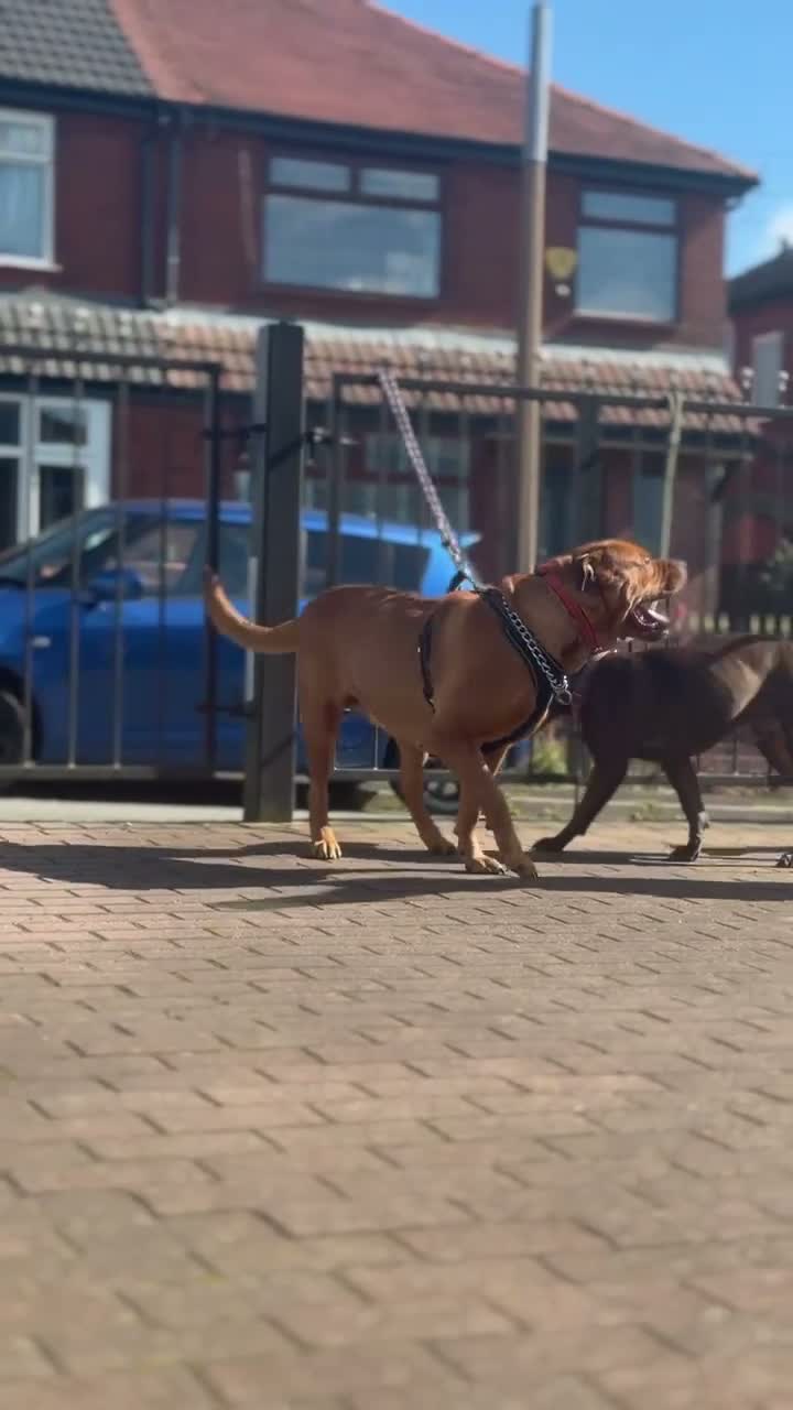 Mixed Breed dogs for sale: Presa x Rottweiler bitch  - Video 1