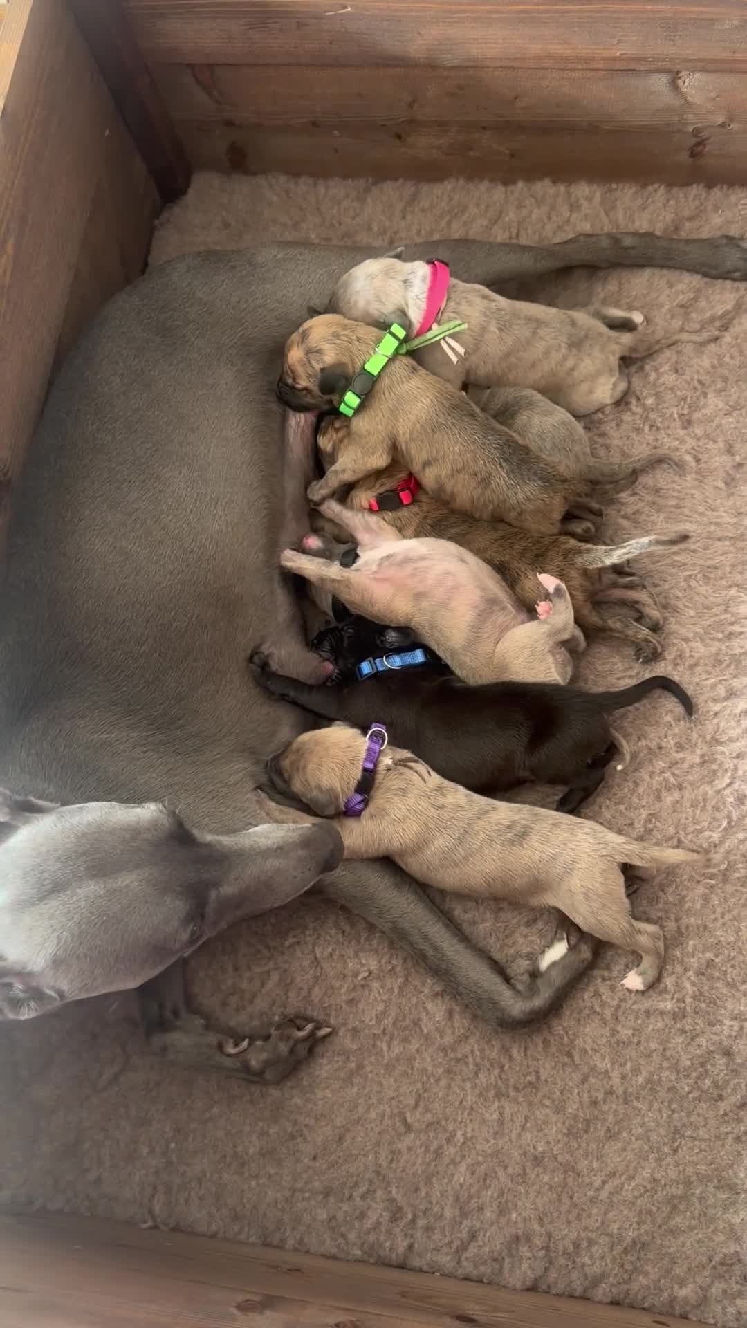 Whippet dogs for sale: Exceptionally bred KC whippets, only two left.  - Video 2