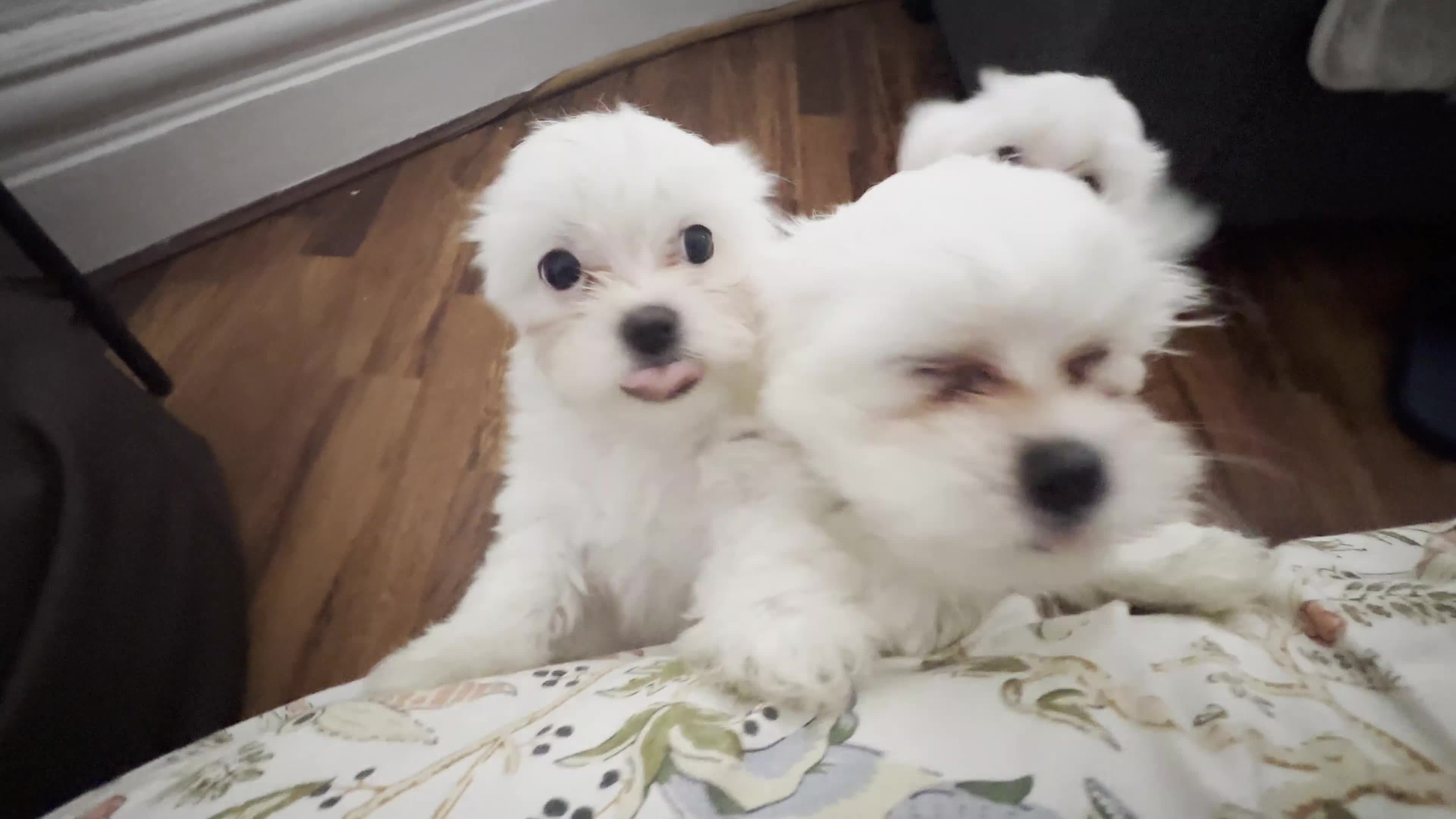 Maltese dogs for sale: Purebred Maltese Puppies with Korean Bloodlines - Video 1
