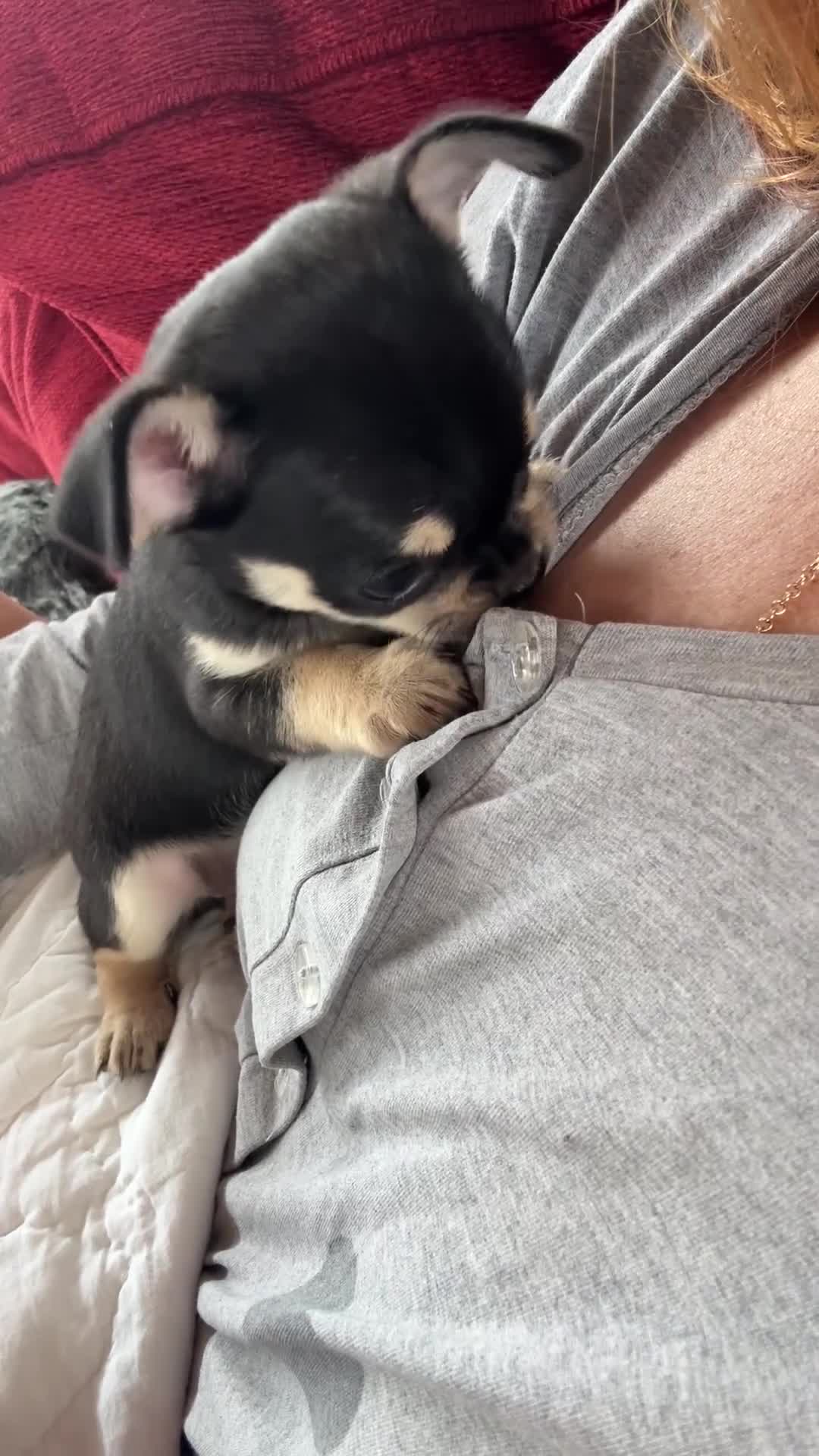 Chihuahua dogs for sale: Blue kennel registered pedigree blue chihuahua - Video 1