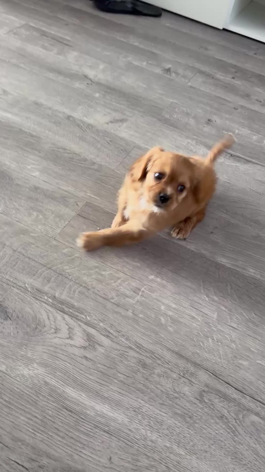 Cavachon dogs for sale: Adorable Cavachon F1B puppy  - Video 2