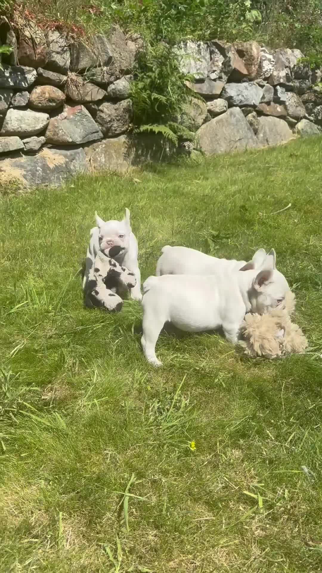 French Bulldog dogs for sale: 🔥READY NOW🔥KC registered frenchie pups❤️‍🔥 - Video 2