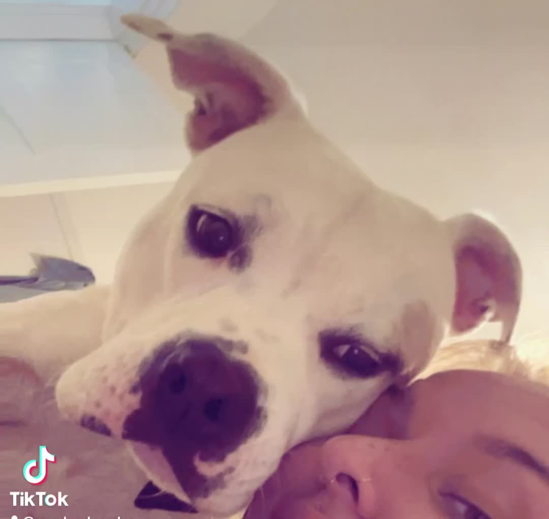 Mixed Breed dogs for sale: My beautiful Pearl ♥️ in Manchester - Video 3