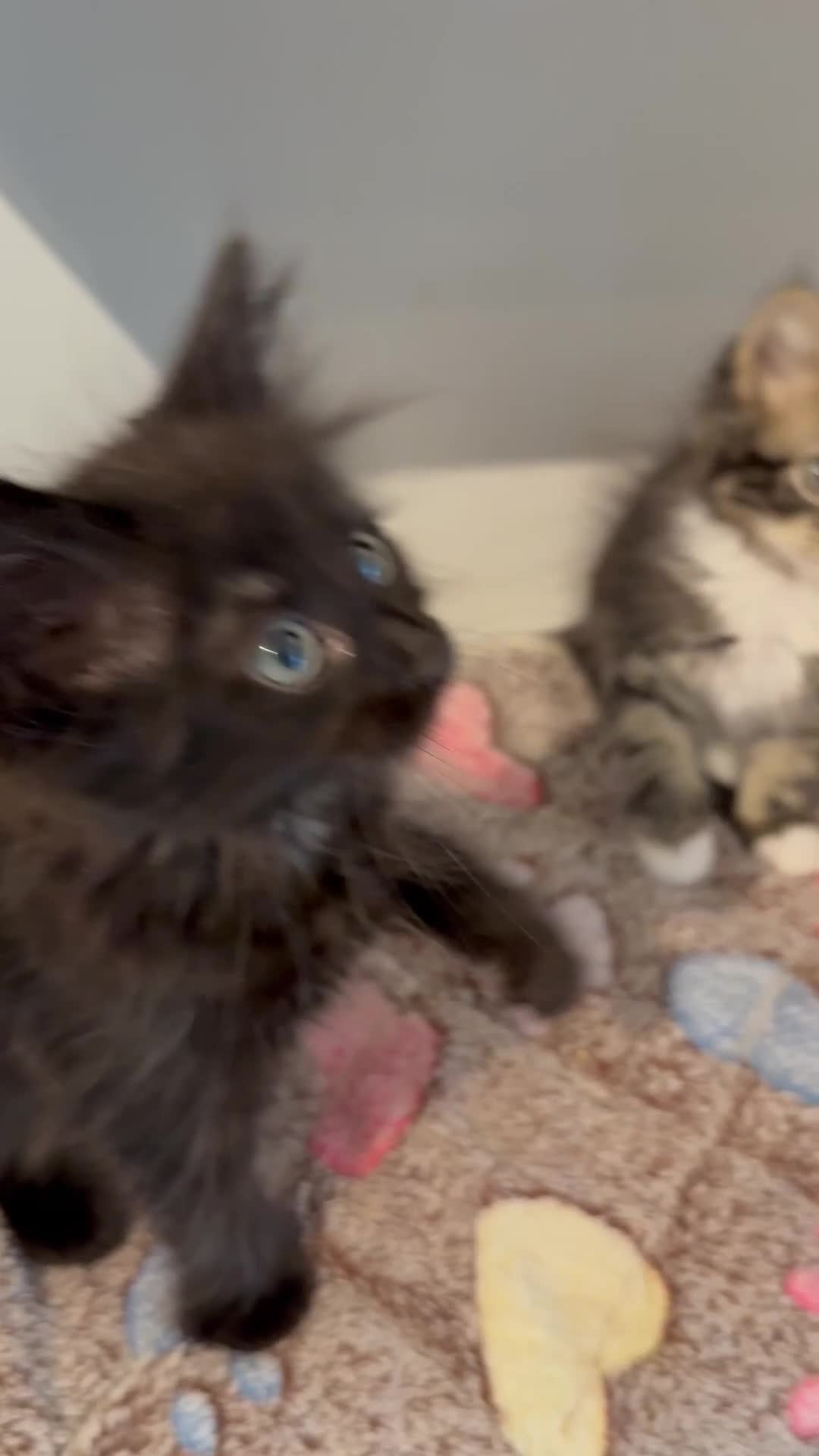Siberian cats for sale: Full stunning siberian kittens for sale - Video 2