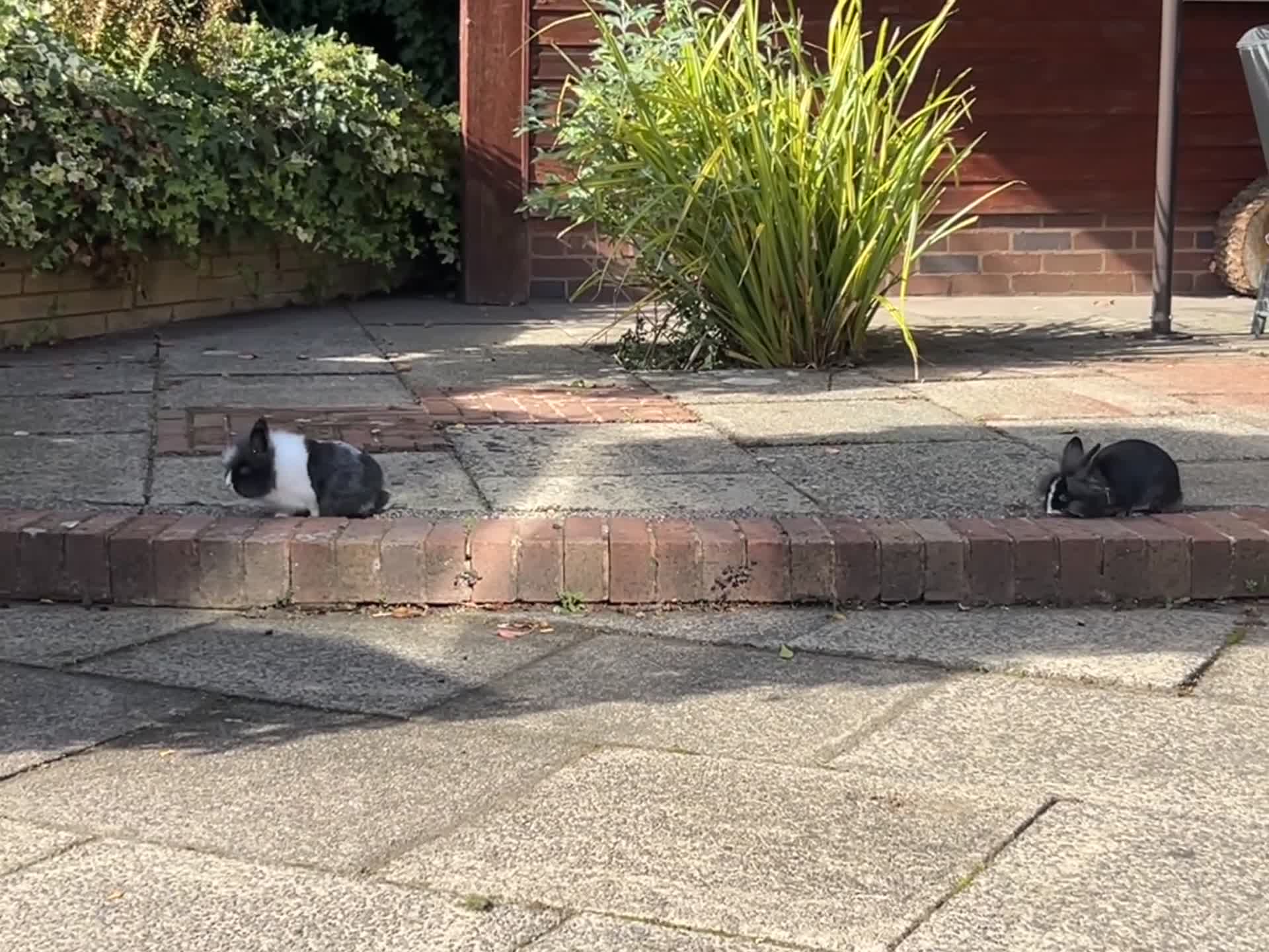 Mini Lion Lop rabbits for sale: Two Beloved female rabbits looking a loving home  in Birmingham - Video 2