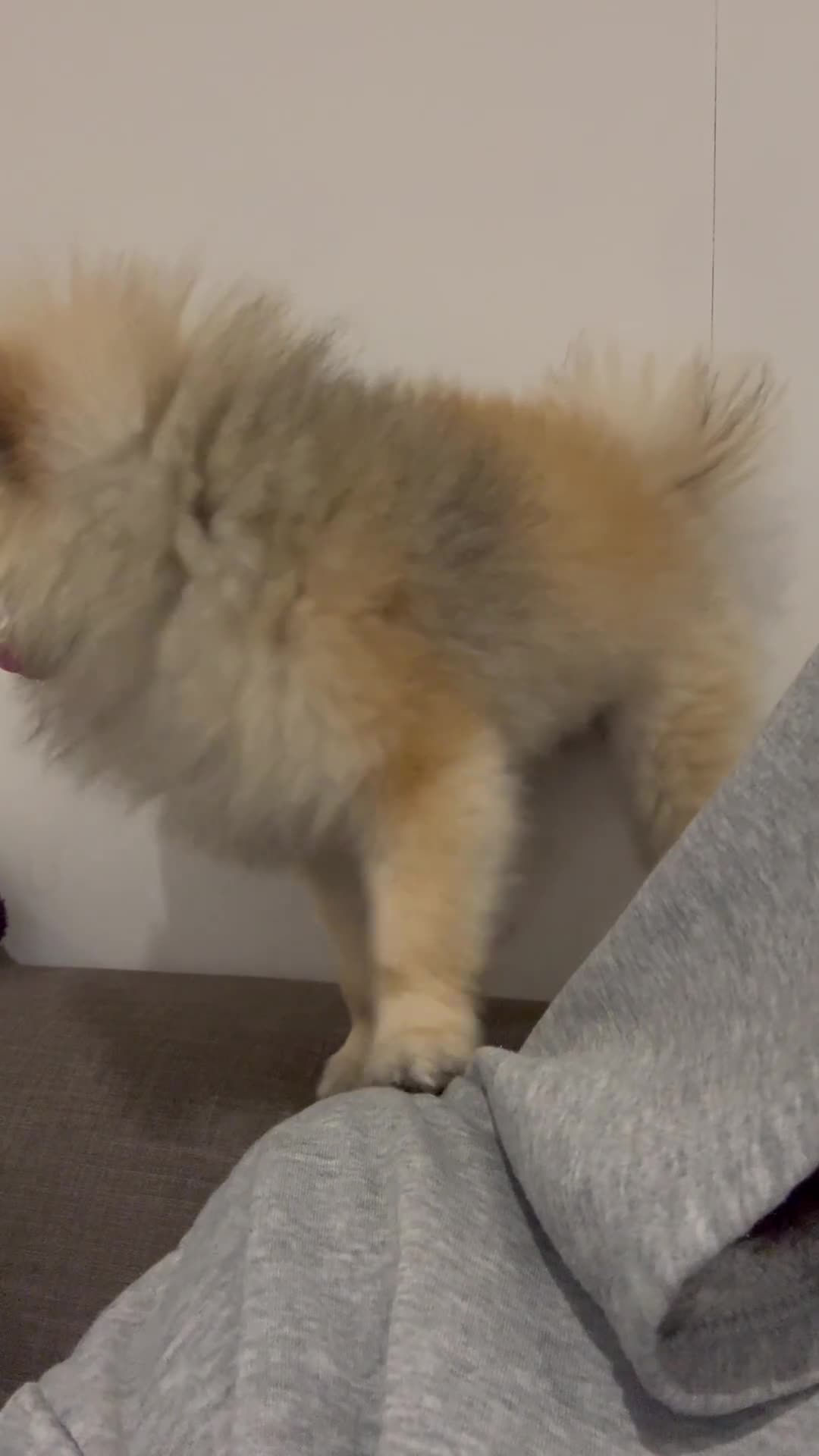 Pomeranian dogs for stud: Pedigree toy Pomeranian to stud  - Video 1