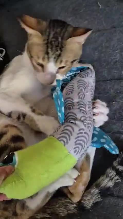 Arabian Mau cats for sale: Beautiful 1yr old Arabian Mau. - Video 1