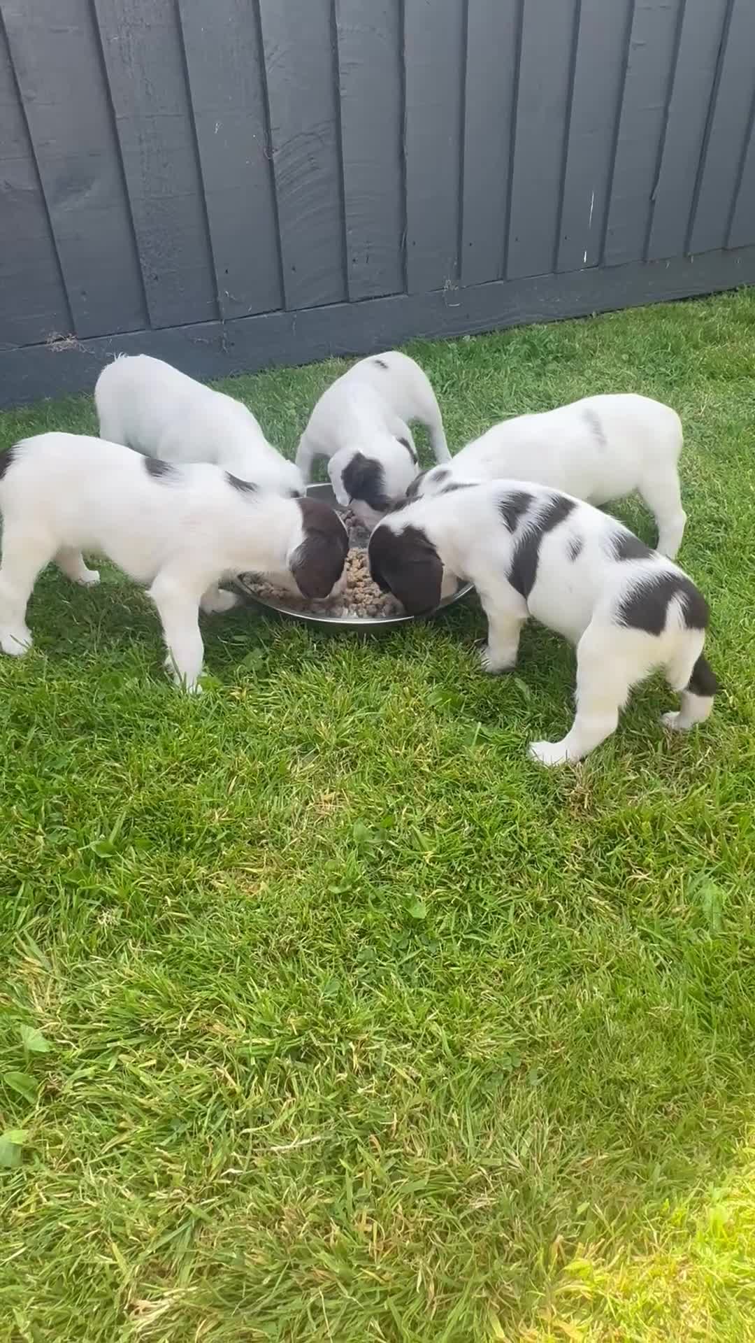 English Springer Spaniel dogs for sale: ✨ Working English Springer Spaniel Puppies ✨ - Video 1