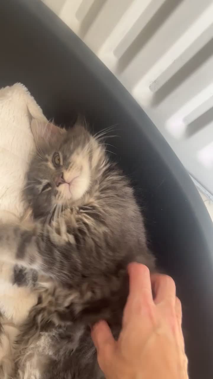 Maine Coon cats for sale: TICA Registered Maine Coon Kittens Blue/Silver - Video 2