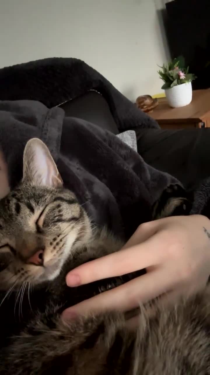 Mixed Breed cats for sale: Jinx! - Video 1