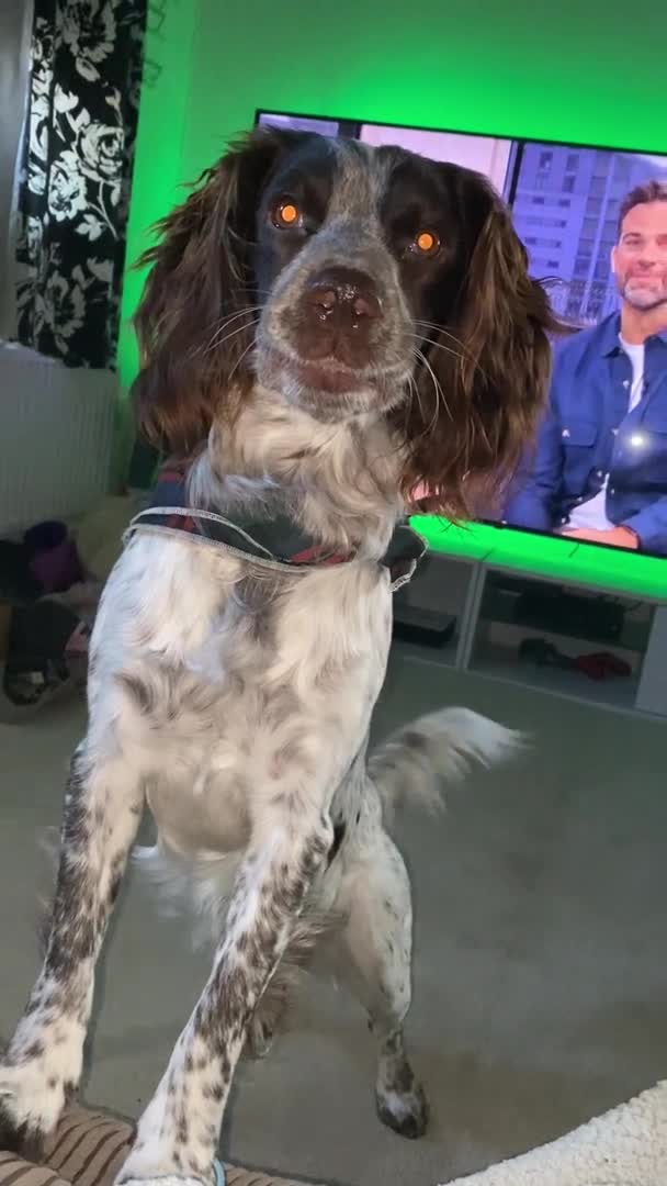 Cocker Spaniel dogs for stud: Crazy Cocker spaniel for studding. in Kettering - Video 1