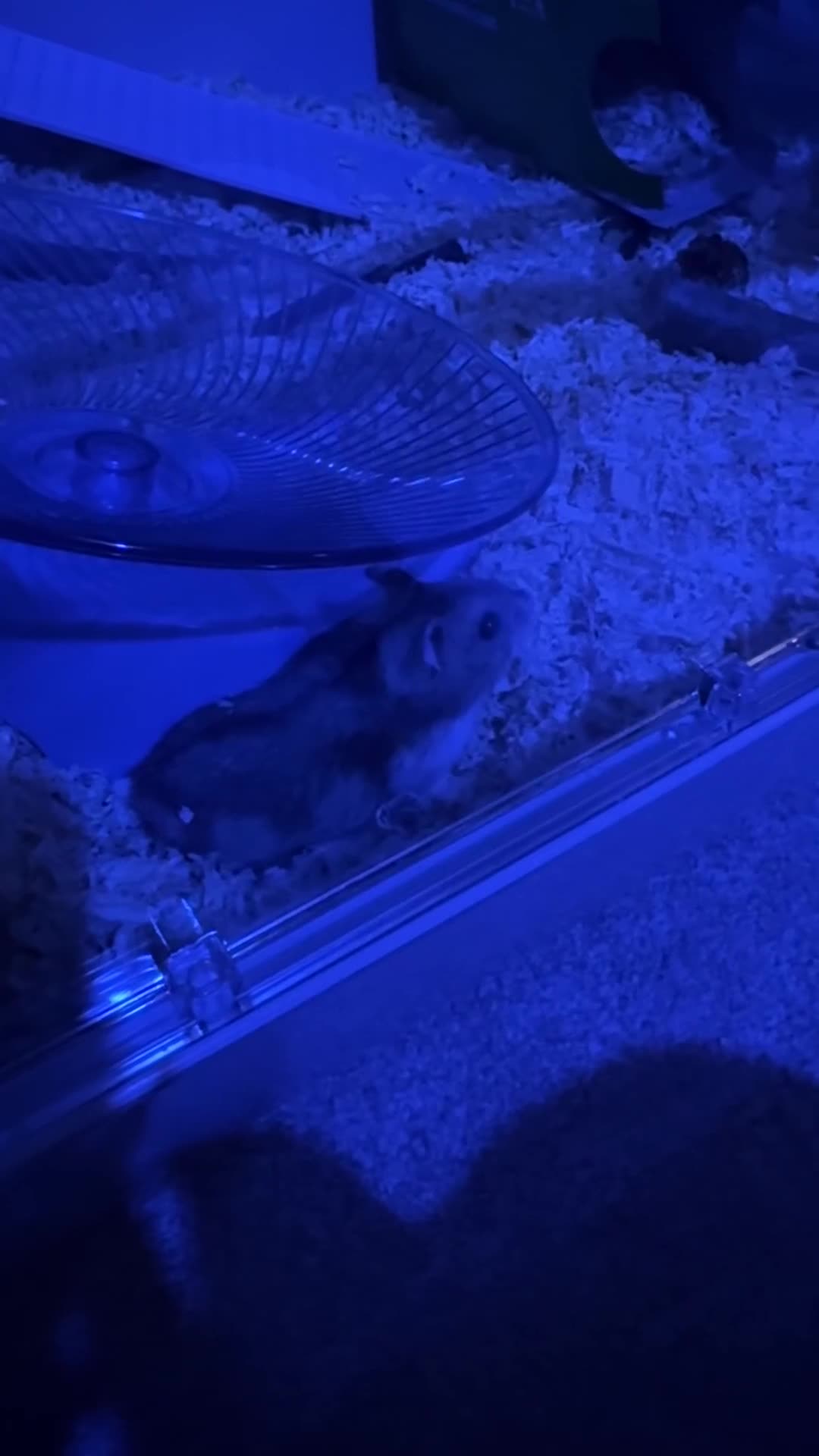 Hamster rodents for sale: Hamster & Full Setup for Sale – Meet Pumpkin 🐹🎃 - Video 4