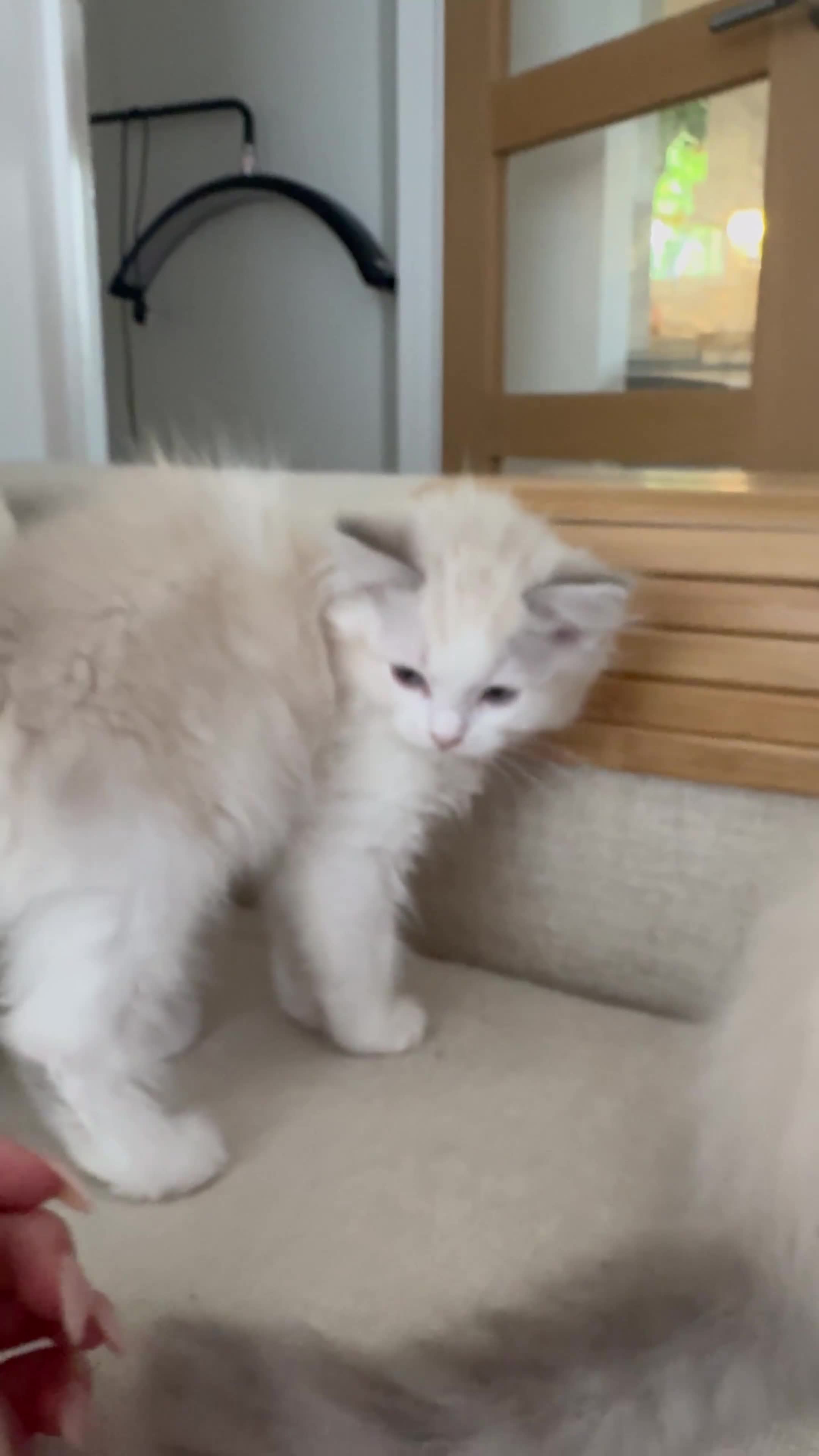 Ragdoll cats for sale: X5 Ragdoll kittens - Video 1