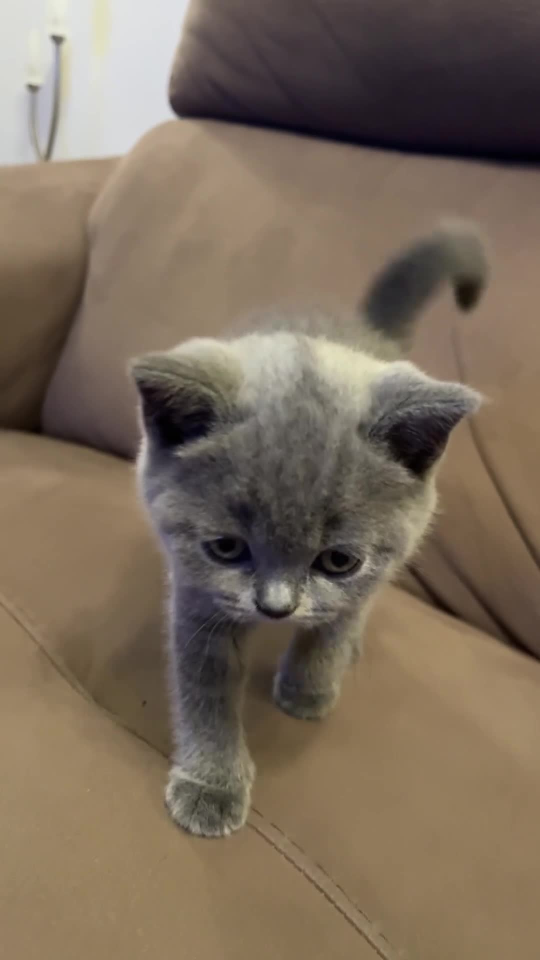 British Shorthair cats for sale: 🐾Beautiful British Shorthair Kittens🐾 - Video 2