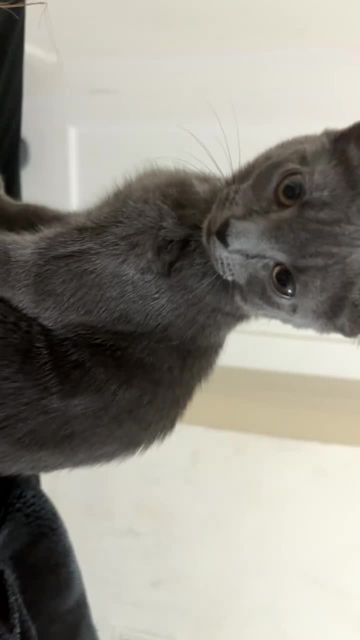 Russian Blue cats for sale: Female  - Video 1