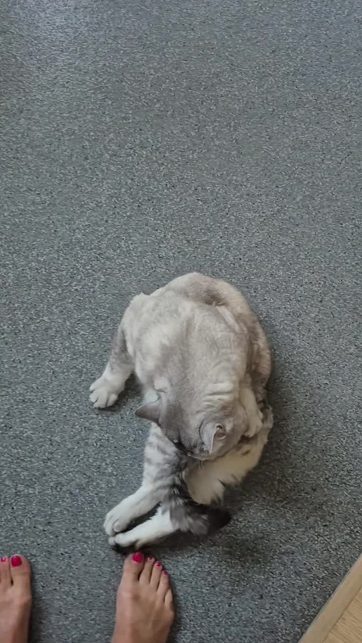 Scottish Fold cats for stud: Scottish fold with straight ears  - Video 1