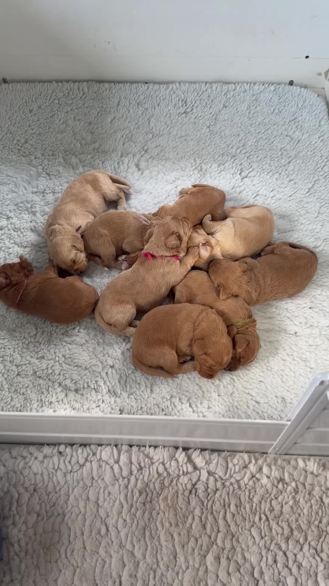 Labradoodle dogs for sale: Perfect fox red medium Labradoodles  - Video 1