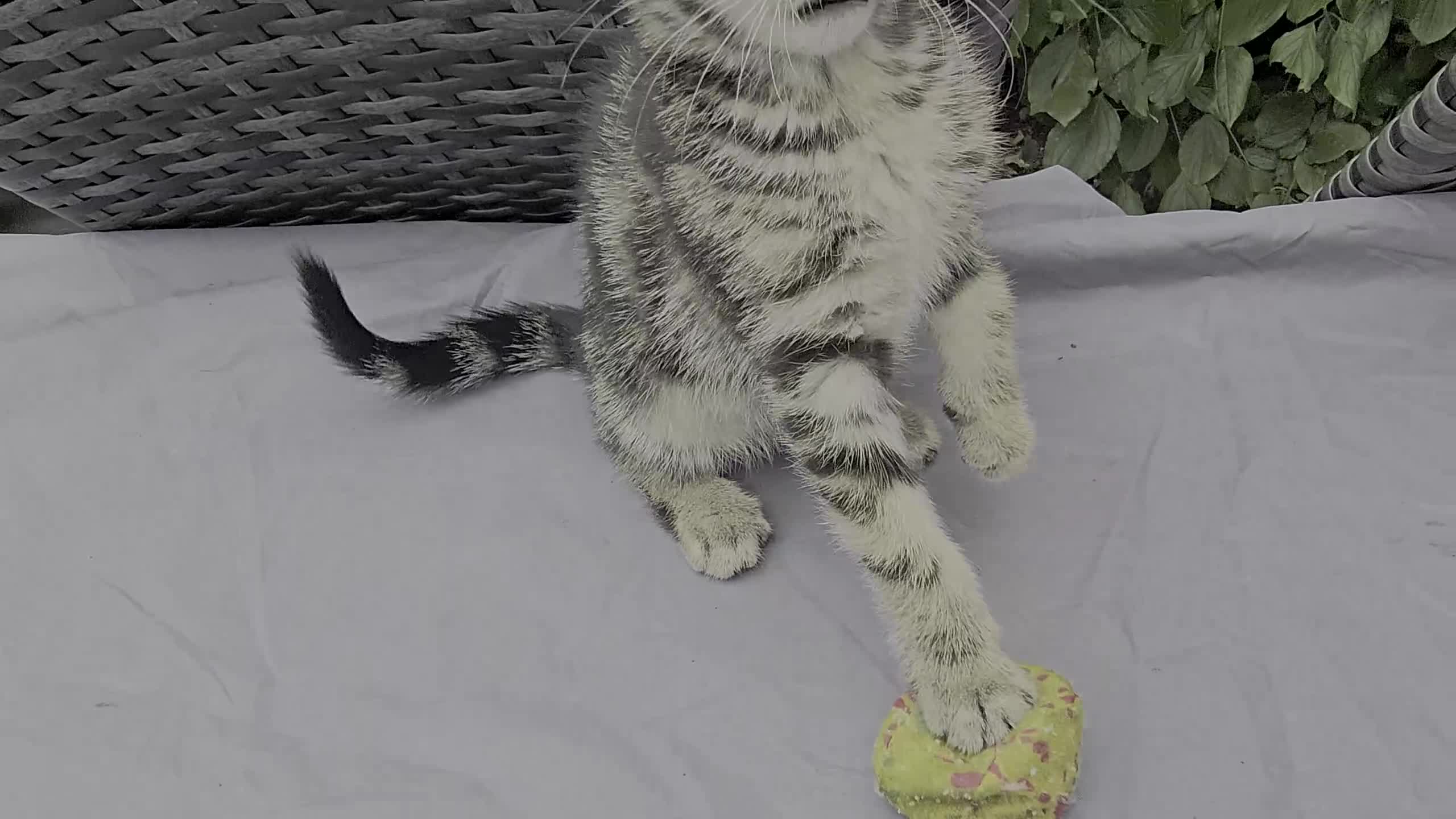 European cats for sale: Beautiful, friendly and playful kittens - Video 2