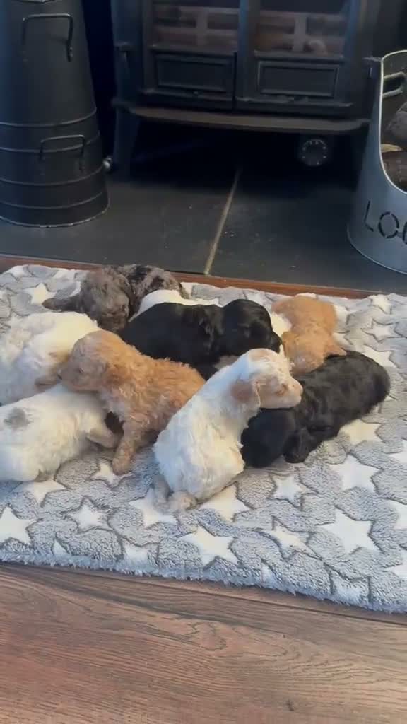 Cockapoo dogs for sale: GORGEOUS TEDDY BEAR FACED TINY COCKAPOO'S  - Video 2