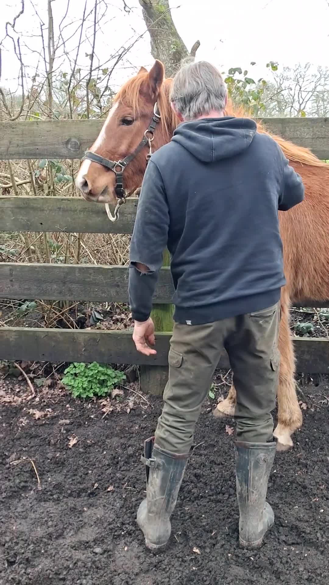 New Forest horses for sale: Smart registeted 3 year old geldings - Video 2