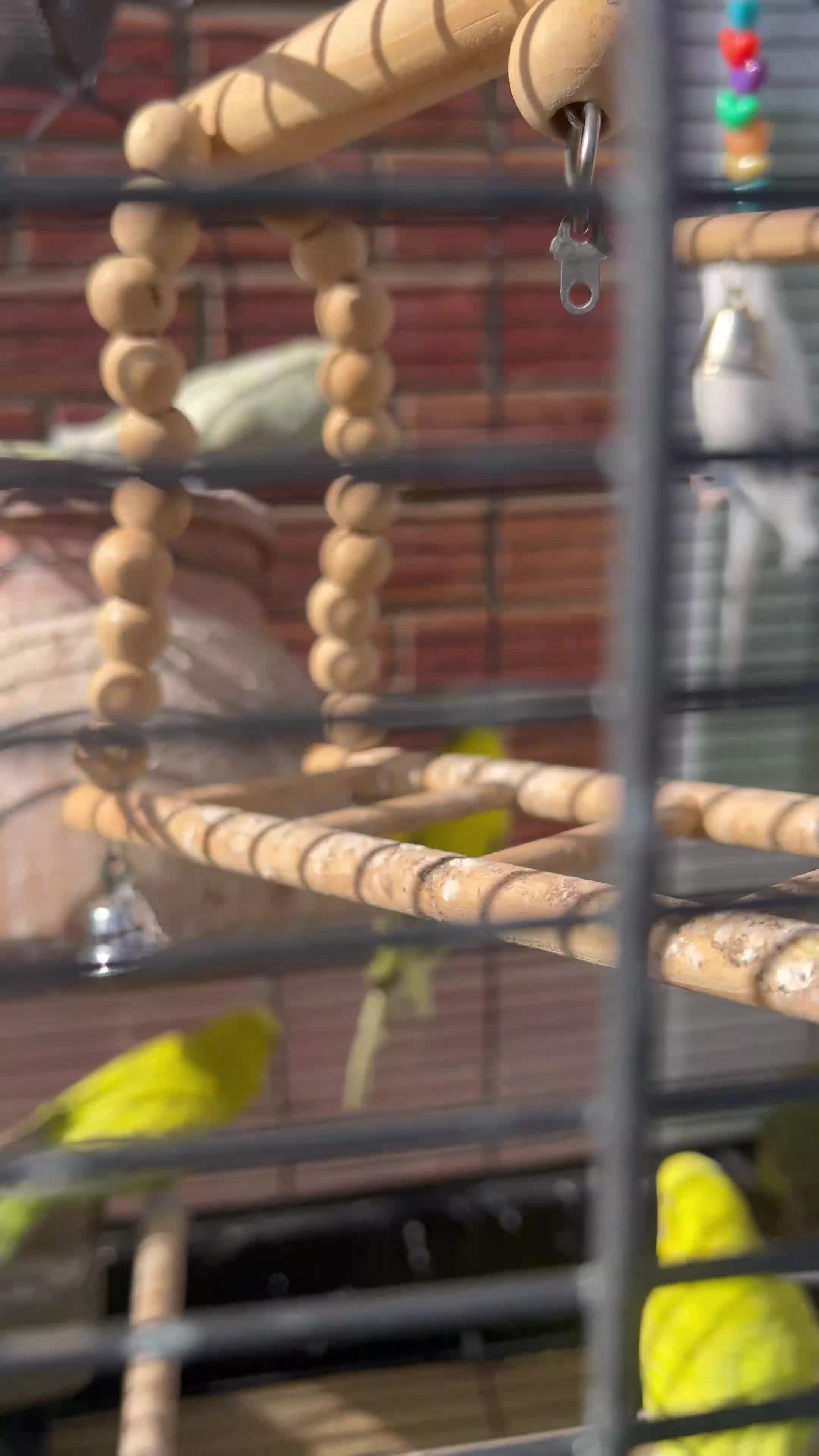 Budgerigars birds for sale: 6 Young healthy budgies for sale in Macclesfield - Video 1