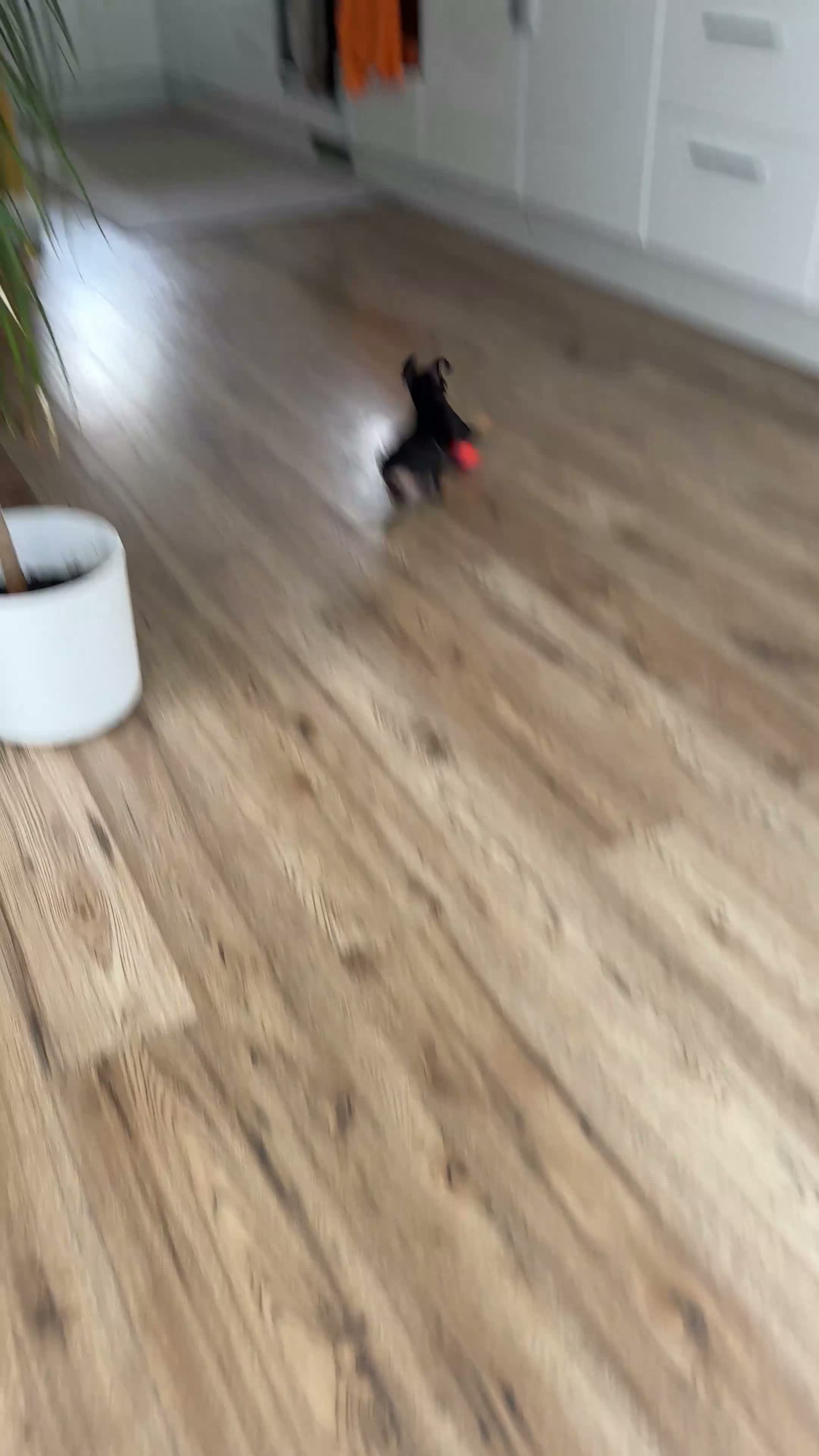 Miniature Pinscher dogs for sale: Miniature Pinscher 10 weeks - Rehome - Video 1