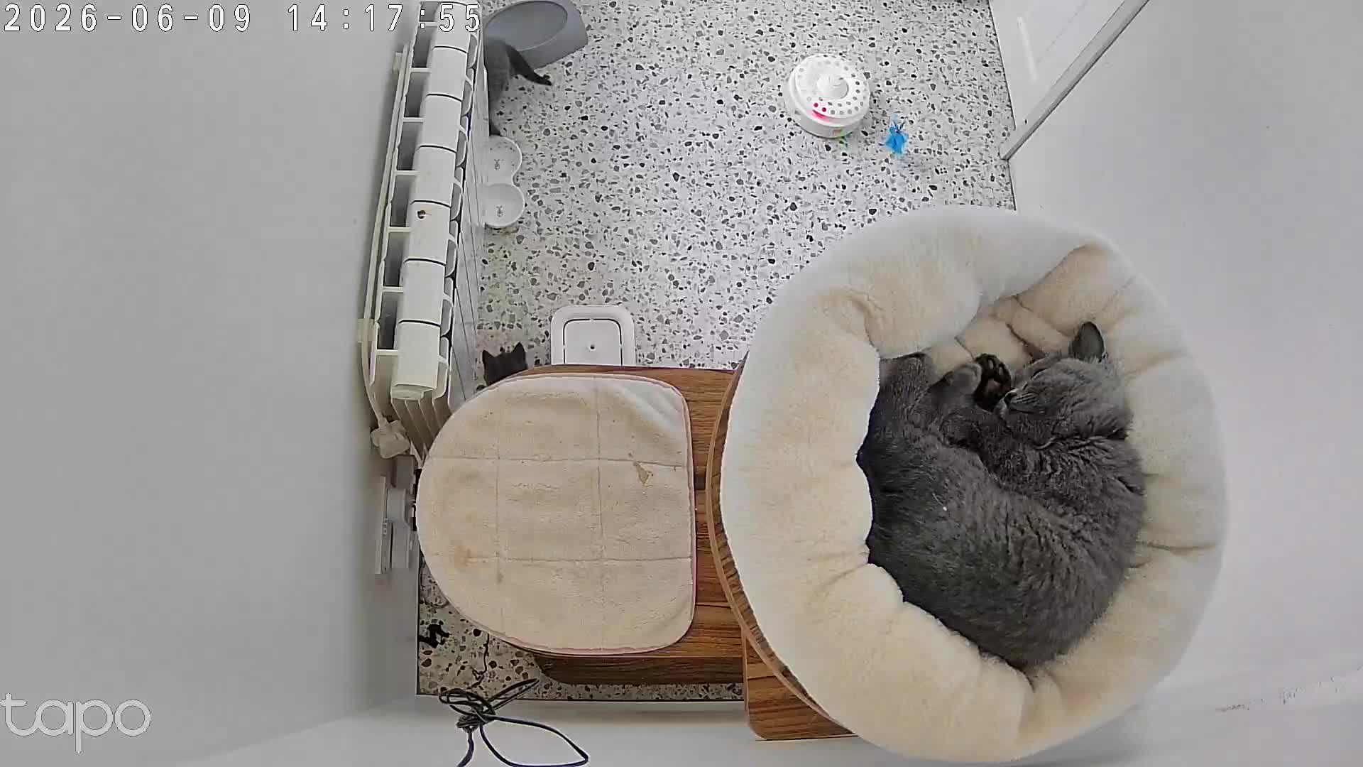 British Shorthair cats for sale: GCCF British short hair boy  - Video 1