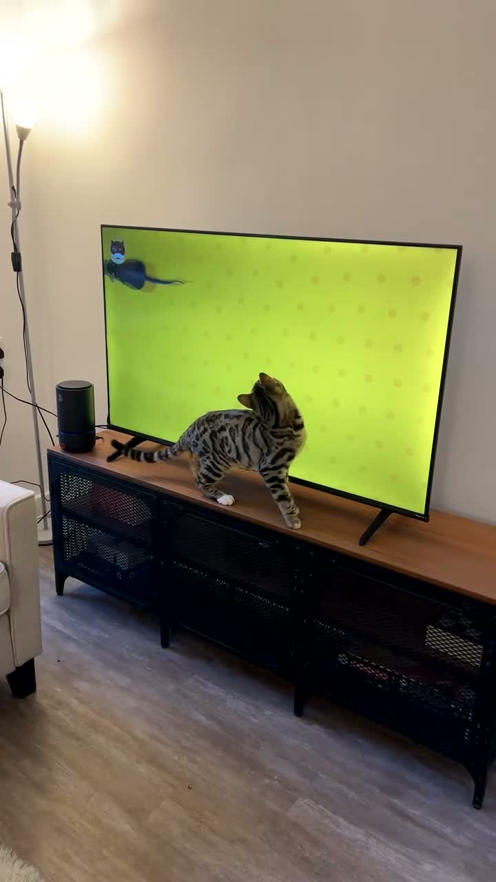 Bengal cats for sale: Loving and Gentle Bengal cat in Brighton - Video 1