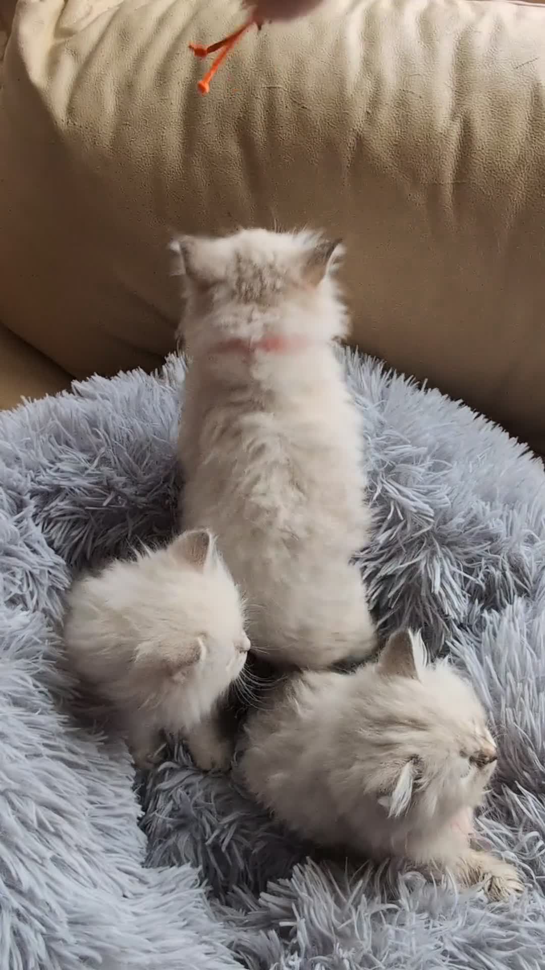 Neva Masquerade cats for sale: Kitty Siberian Neva Masguerade  - Video 1