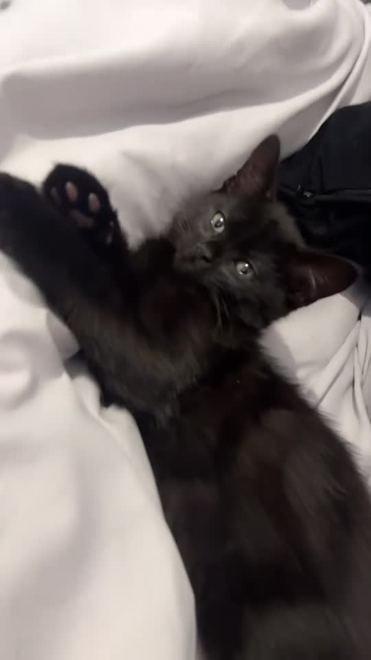 Mixed Breed cats for sale: Kitten for sale  - Video 1
