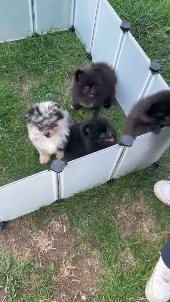 Pomeranian dogs for sale: 🩷 Chocolate merle girl, 🩵 blue eye Merle boy - Video 4