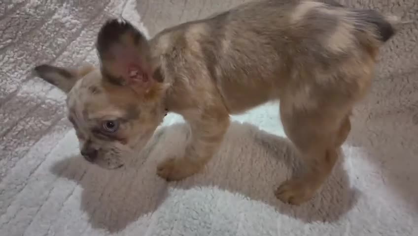 French Bulldog dogs for sale: KC registered! Fluffy frenchies PRICE DROPPED  - Video 1