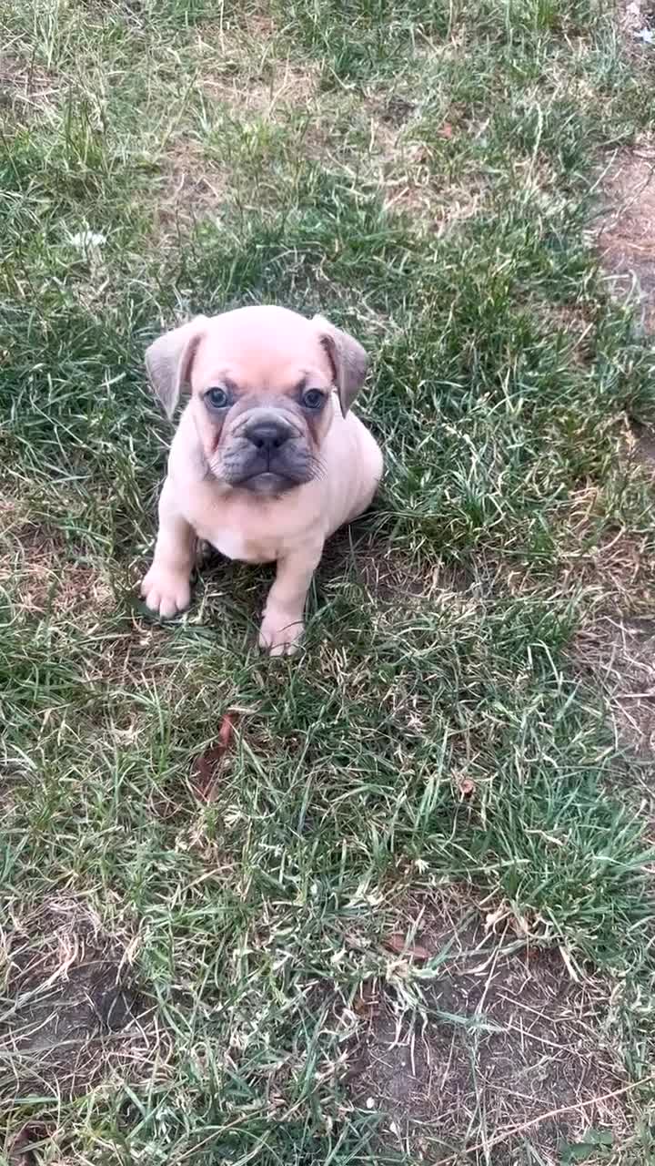 Mixed Breed dogs for sale: French bulldog X English bulldog  - Video 1