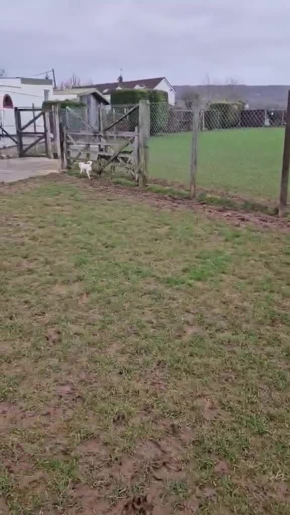 Mixed Breed dogs for adoption: Sweet senior Bobby looking for his golden basket - Video 1
