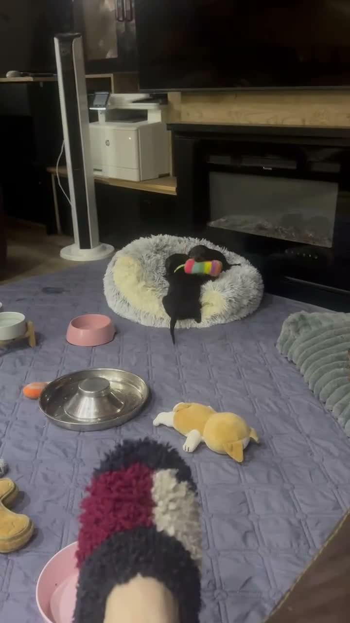 Dachshund dogs for sale: One charming little boy left!! 💚 - Video 2
