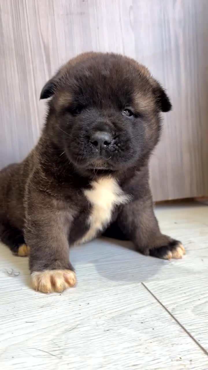 Akita dogs for sale: Beautiful KC Registered American Akita Puppies - Video 1