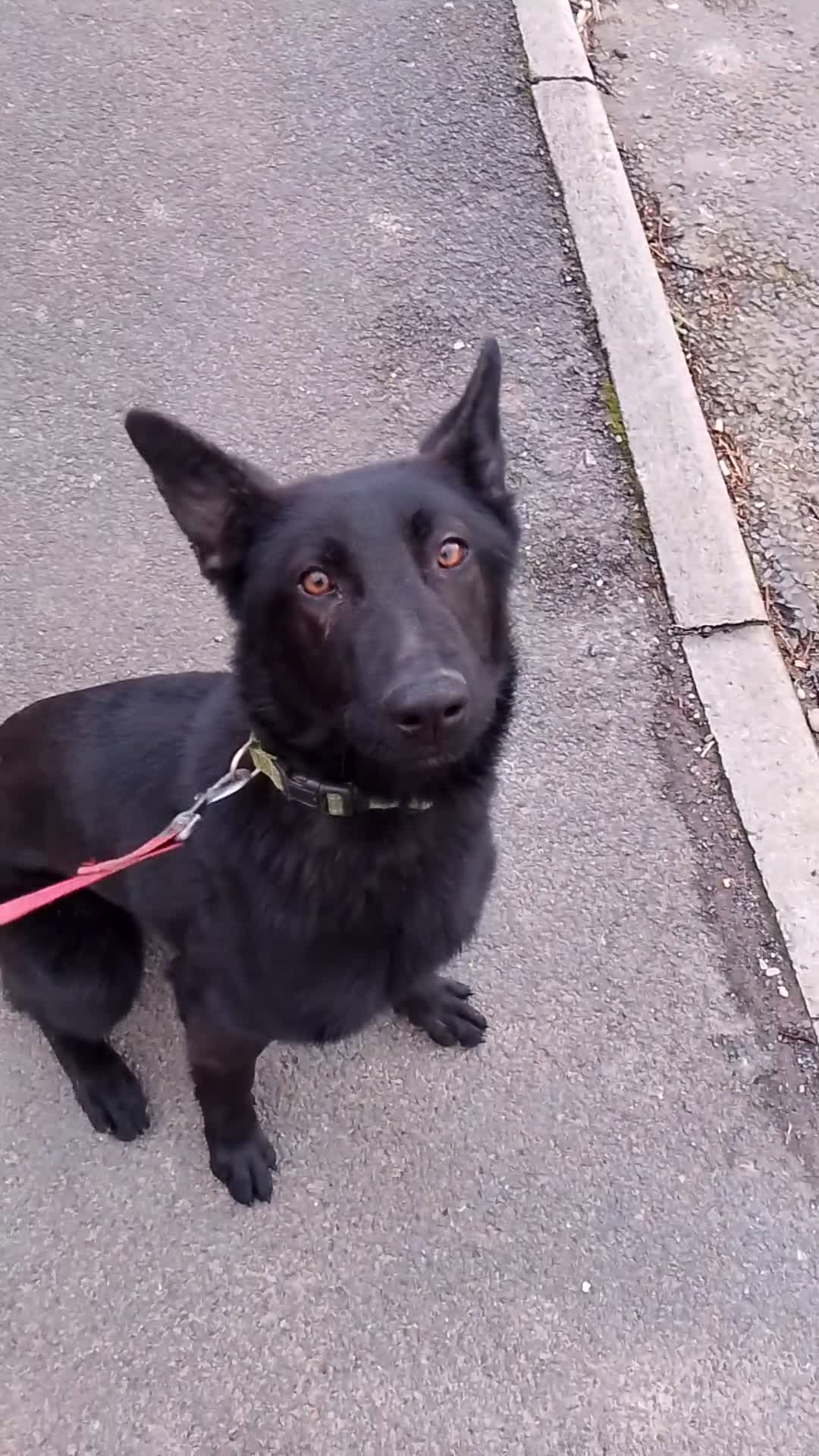 German Shepherd dogs for sale: Bitch German shepherd  - Video 3