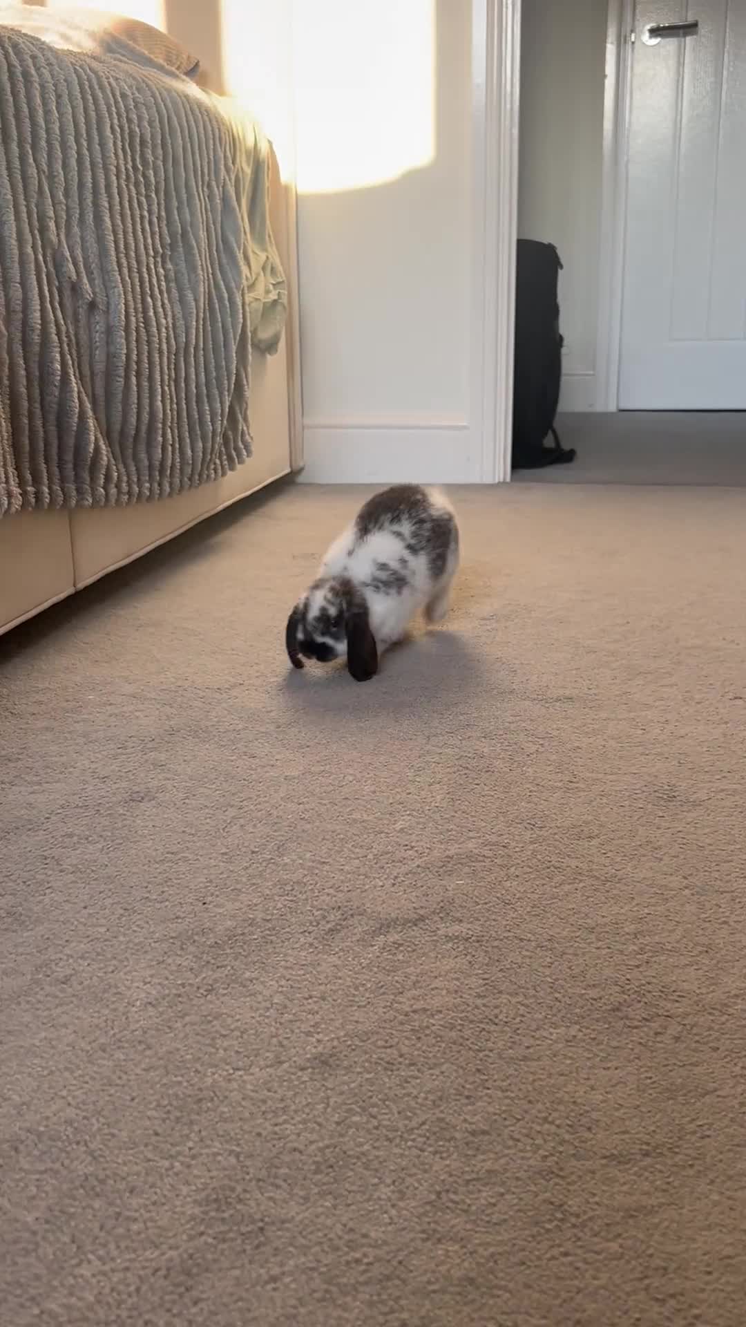 Mini Lop rabbits for sale: 9 Week Old Male Mini Lop  - Video 1